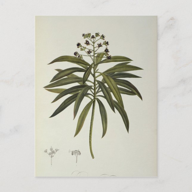 Euphorbia Mellifera Vykort (Framsida)