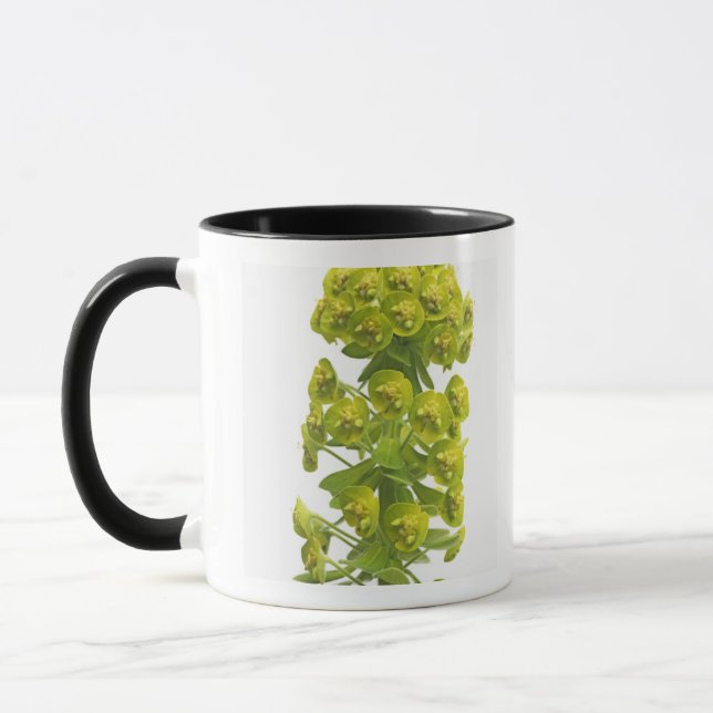 Euphorbia Mugg (Vänster)