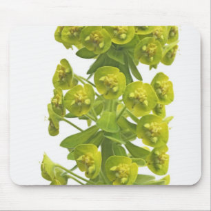 Euphorbia Musmatta