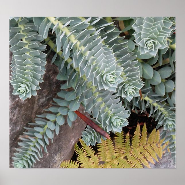 Euphorbia Myrsinites (Myrtle Spurge) Poster (Framsidan)