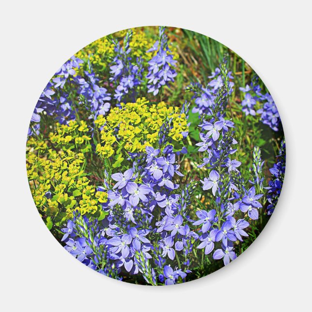 Euphorbia och Veronica Magnet (Framsidan)