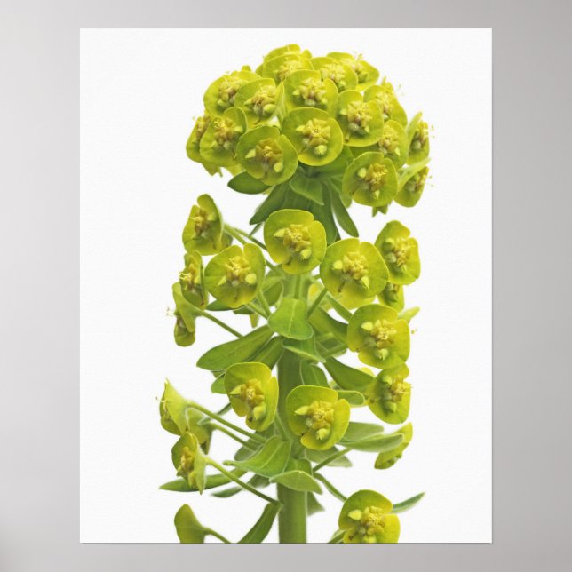 Euphorbia Poster (Framsidan)