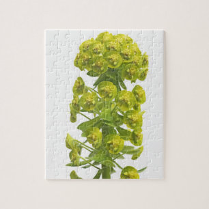 Euphorbia Pussel