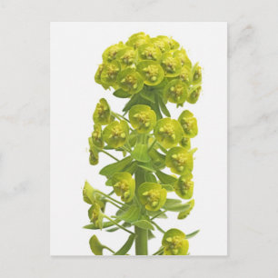 Euphorbia Vykort