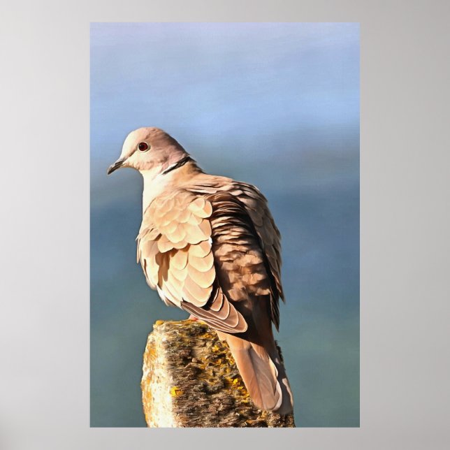 Eurasian Collard Dove Wildlife Art Poster (Framsidan)