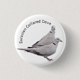 Eurasian Collred Dove Knapp