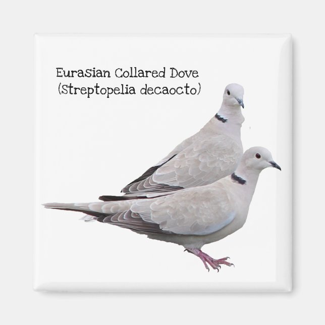 Eurasian Collred Dove Magnet (Framsidan)