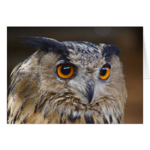 Eurasian Eagle Uggla Hälsningskort