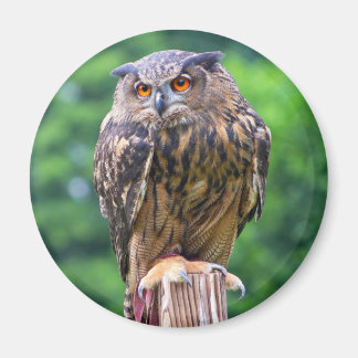 Eurasian Eagle Uggla Magnet
