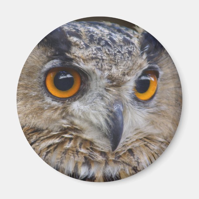 Eurasian Eagle Uggla Magnet (Framsidan)