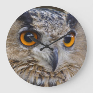 Eurasian Eagle-uggla Stor Klocka