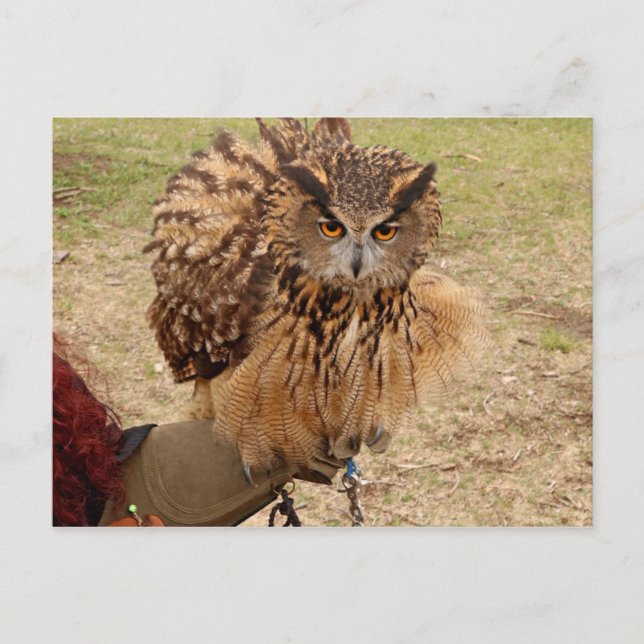 Eurasian Eagle Uggla Vykort (Framsida)