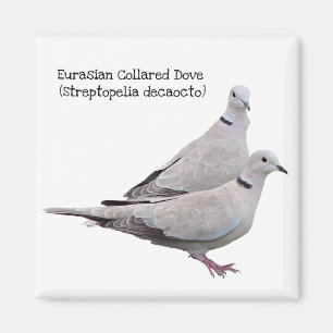 Eurasian försedd med krage duva magnet