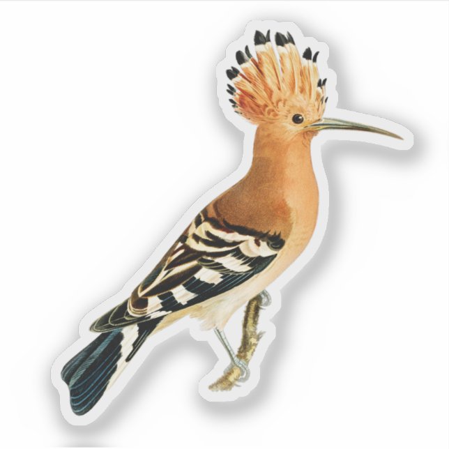 Eurasian Hoopoe Bird Klistermärken (Framsida)