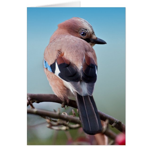 Eurasian Jay Card Hälsningskort (Framsidan)