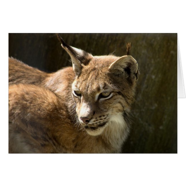Eurasian Lynx Hälsningskort (Framsidan Horizontal)