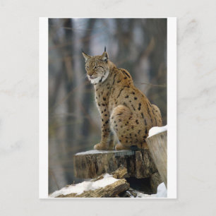 Eurasian Lynx (Lynx lynx) 3 Vykort