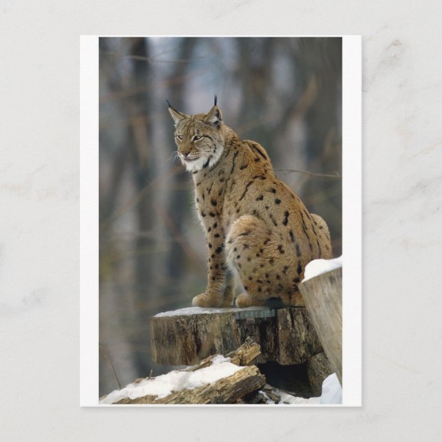 Eurasian Lynx (Lynx lynx) 3 Vykort (Framsida)