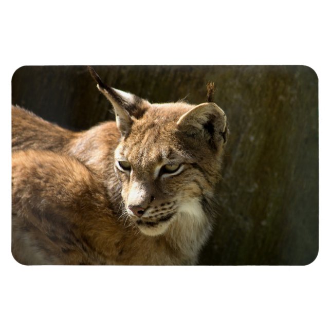 Eurasian Lynx Magnet (Horisontell)