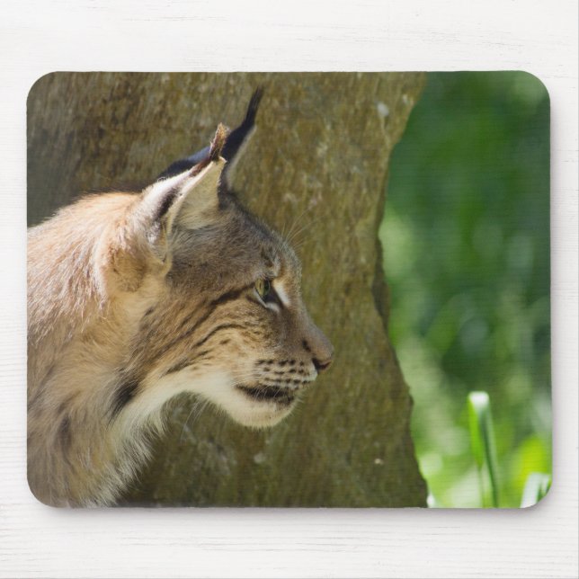 Eurasian Lynx Musmatta (Framsidan)