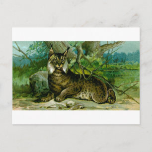 Eurasian Lynx Vykort
