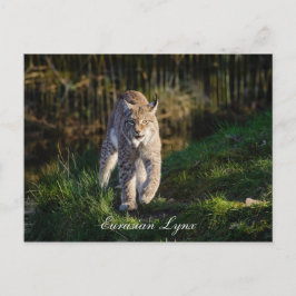 Eurasian Lynx Vykort