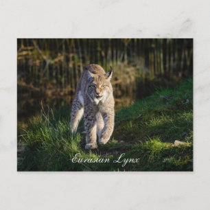 Eurasian Lynx Vykort