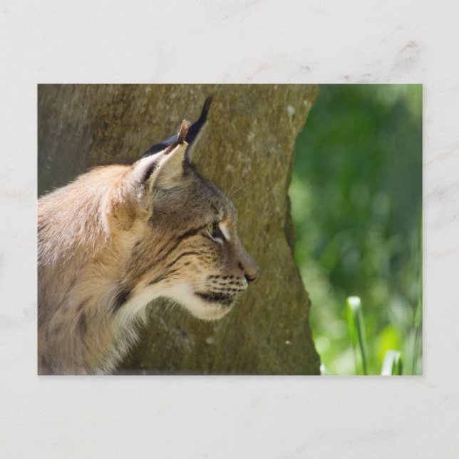 Eurasian Lynx Vykort (Framsida)