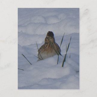 Eurasian Skylark Bird Close Up DIY Postcard Helg Vykort