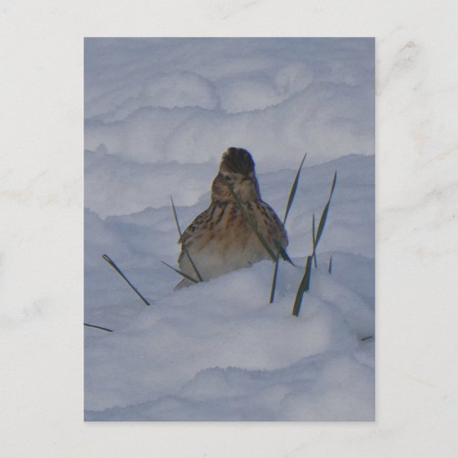 Eurasian Skylark Bird Close Up DIY Postcard Helg Vykort (Framsida)