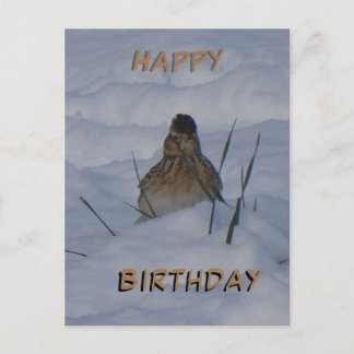 Eurasian Skylark Bird Cust. Text Birthday Postcard Helg Vykort