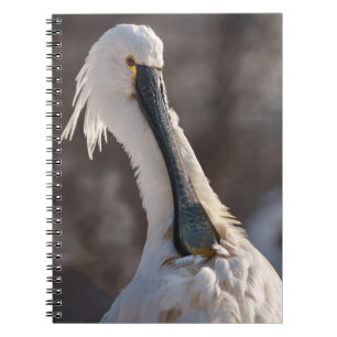 Eurasian Spoonbill Anteckningsbok