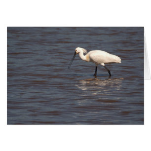 Eurasian Spoonbill Hälsningskort