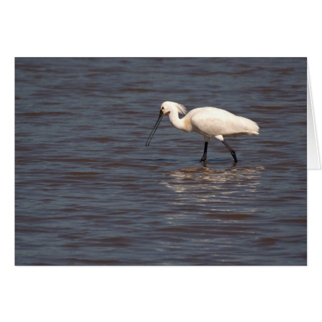 Eurasian Spoonbill Hälsningskort (Framsidan Horizontal)