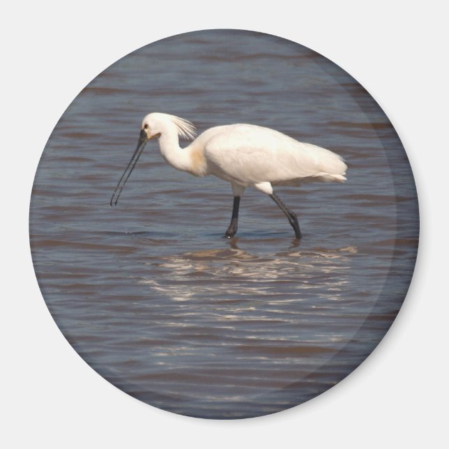 Eurasian Spoonbill Magnet (Framsidan)