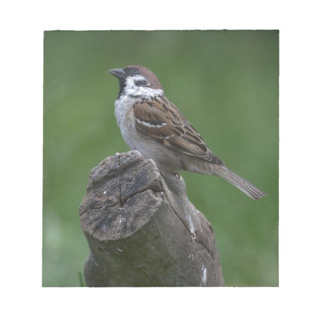 Eurasian Träd Sparrow Anteckningsblock (Framsida)