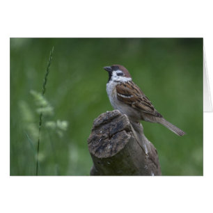 Eurasian Träd Sparrow Hälsningskort