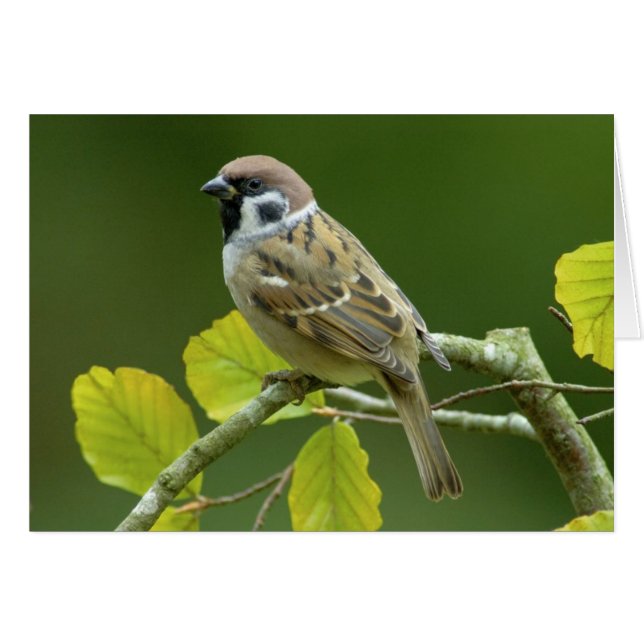 Eurasian Träd Sparrow i höstvykortet Hälsningskort (Framsidan Horizontal)