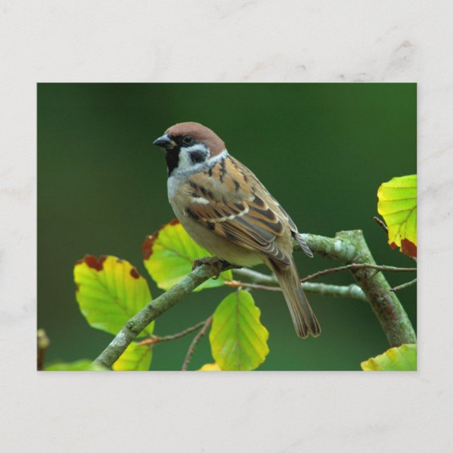Eurasian Träd Sparrow i höstvykortet Vykort (Framsida)
