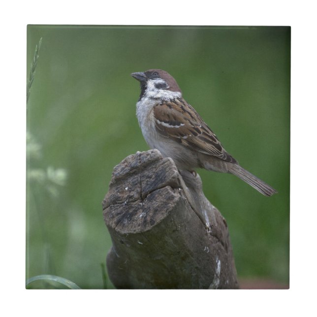 Eurasian Träd Sparrow Kakelplatta (Framsidan)
