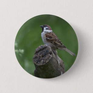 Eurasian Träd Sparrow Knapp
