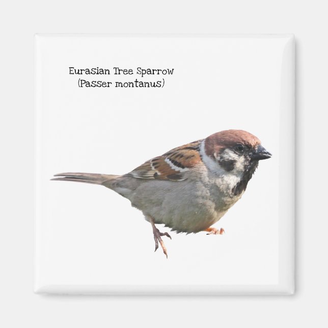 Eurasian Träd Sparrow Magnet (Framsidan)