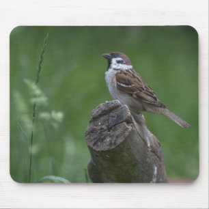 Eurasian Träd Sparrow Musmatta