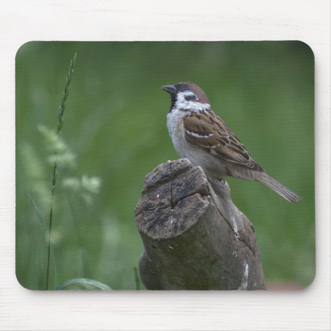 Eurasian Träd Sparrow Musmatta (Framsidan)