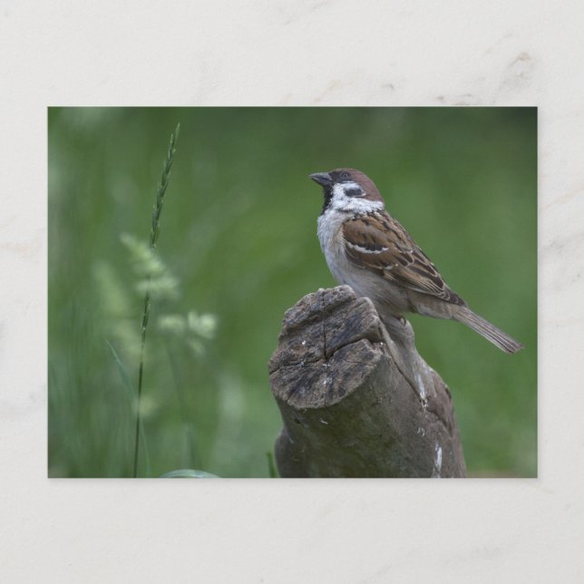 Eurasian Träd Sparrow Vykort (Framsida)