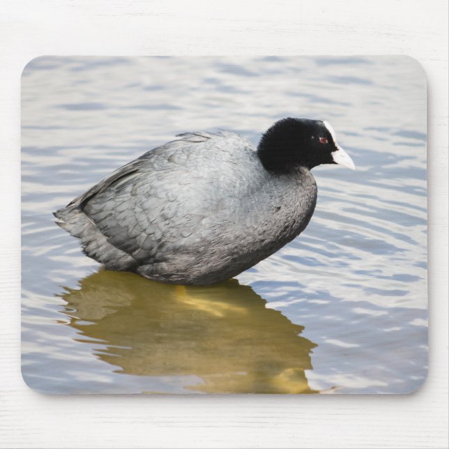 EurasianCoot Musmatta (Framsidan)