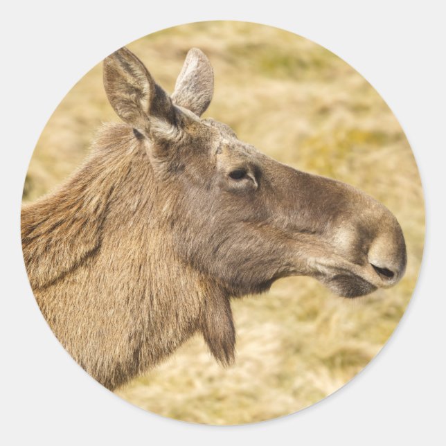 Eurasiansk älk runt klistermärke (Framsida)