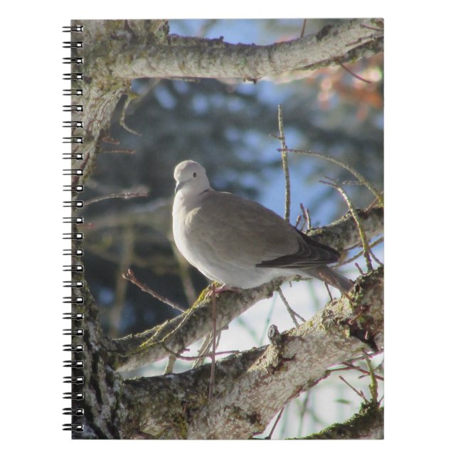 Eurasiansk duva på Maple Träd Anteckningsbok (Framsidan)