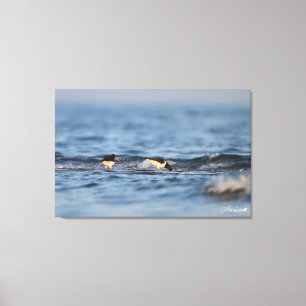 Eurasiansk oystercatcher canvastryck