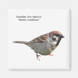 EurasianträdSparrow Magnet